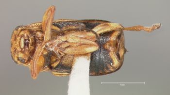 Media type: image; Entomology 8667   Aspect: habitus ventral view